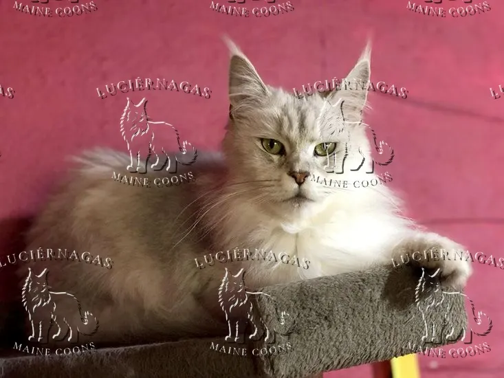 Grace Shalimar, Maine Coon black silver tabby shaded