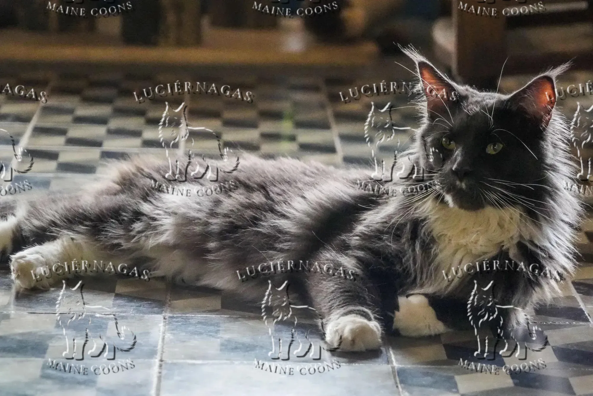 Free Grizzly, Maine Coon blue/white