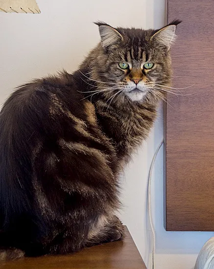A tabby Maine Coon female sitting on a piece of furniture, looking at the camera