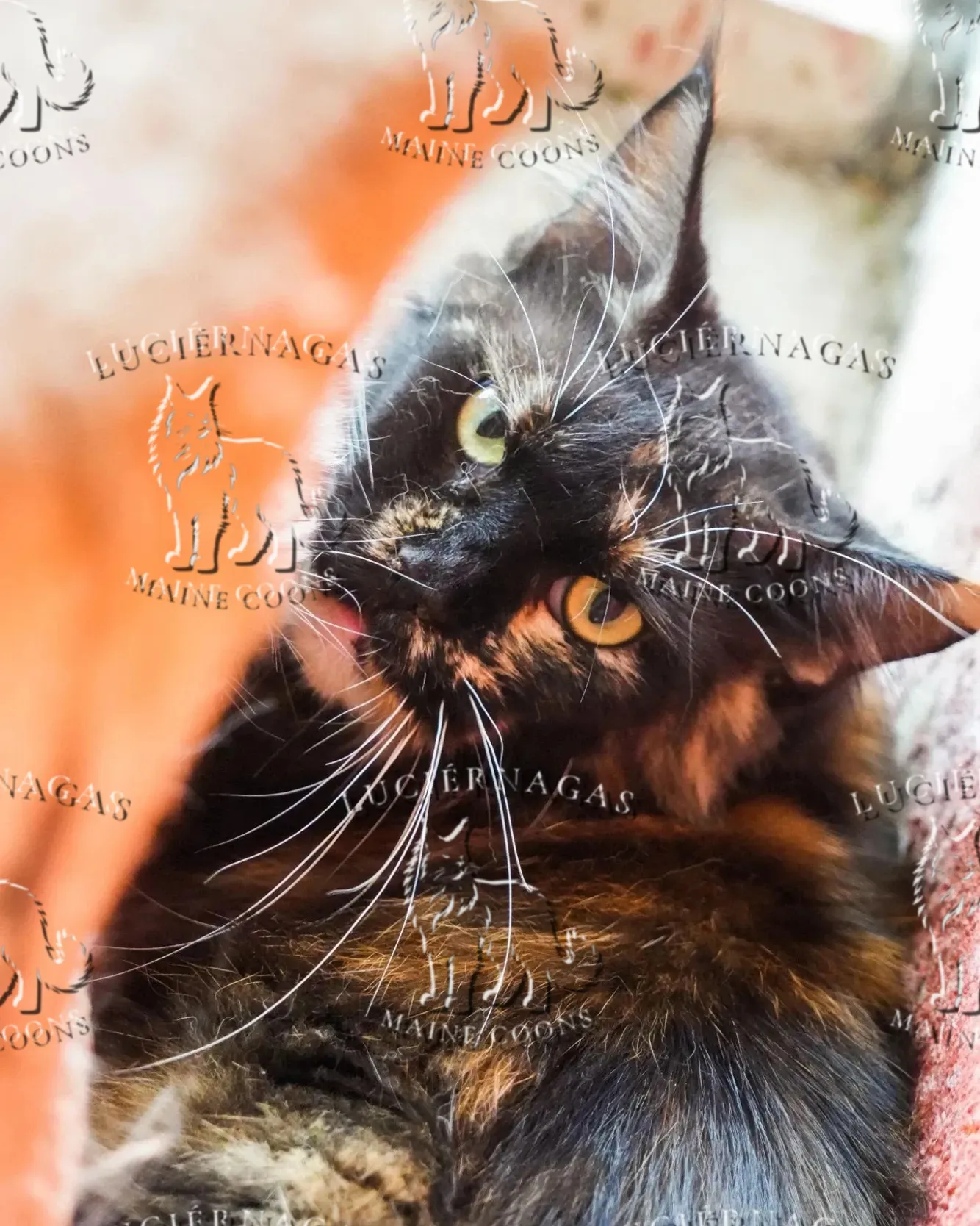Esmeralda P, Maine Coon black tortie/white