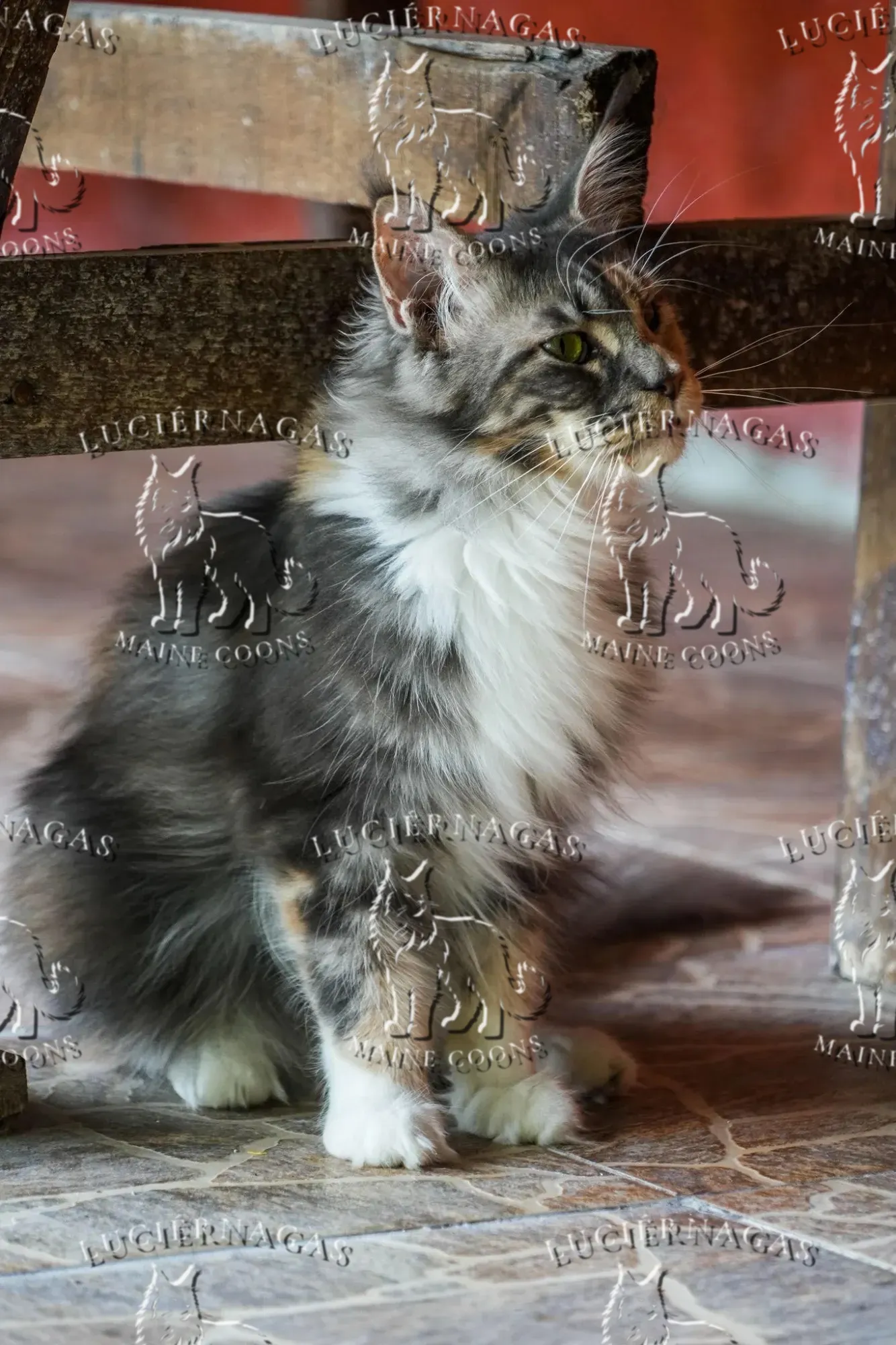 Ekyna, Maine Coon blue silver tabby/white