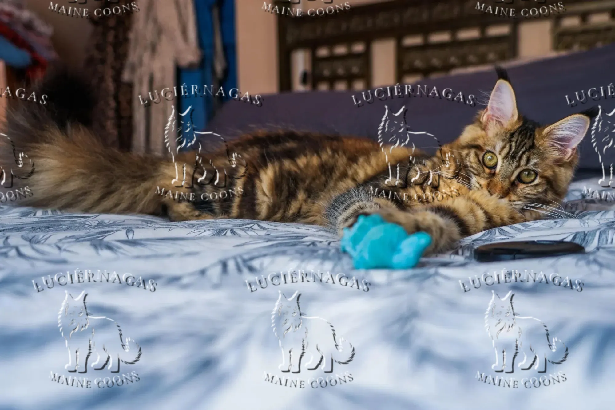Nahila, Maine Coon