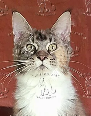 Cassiopeia, Maine Coon black torbie/white