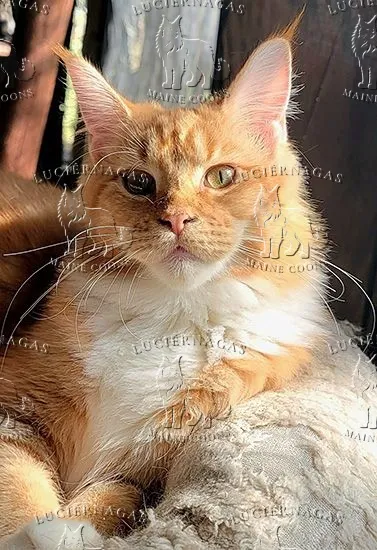 Orishas, Maine Coon red tabby/white