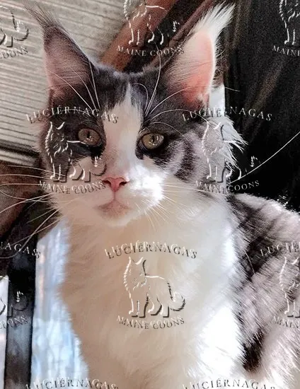 Kaali, Maine Coon blue/white