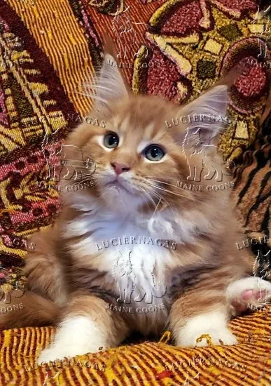 Osiris, Maine Coon red tabby/white