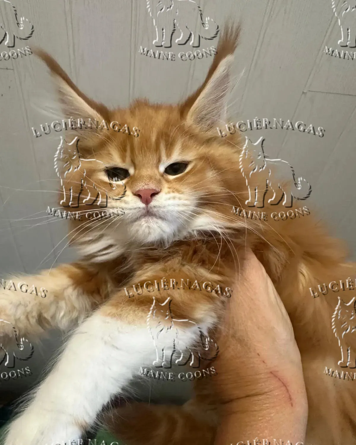 Knöpfle, Maine Coon red tabby/white