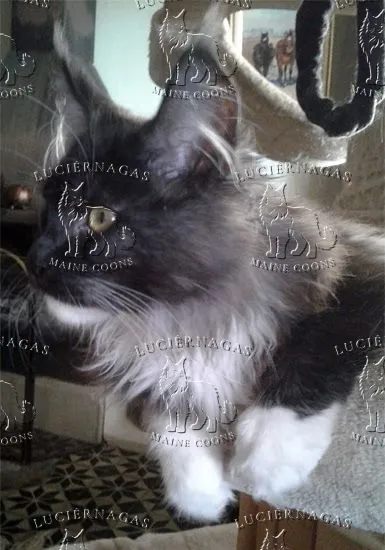 Ying Yang, Maine Coon black smoke/white