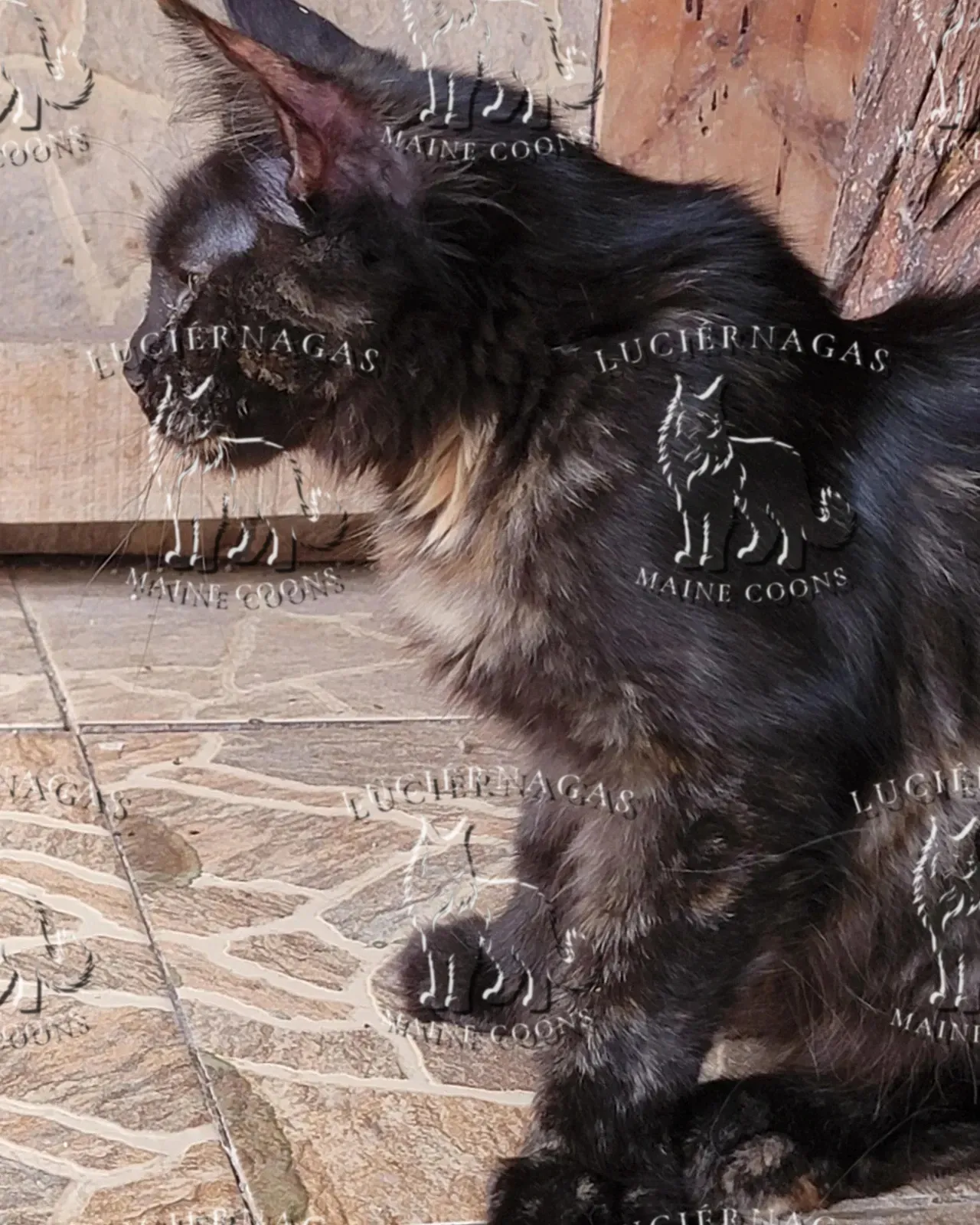 Ocean Dream, Maine Coon