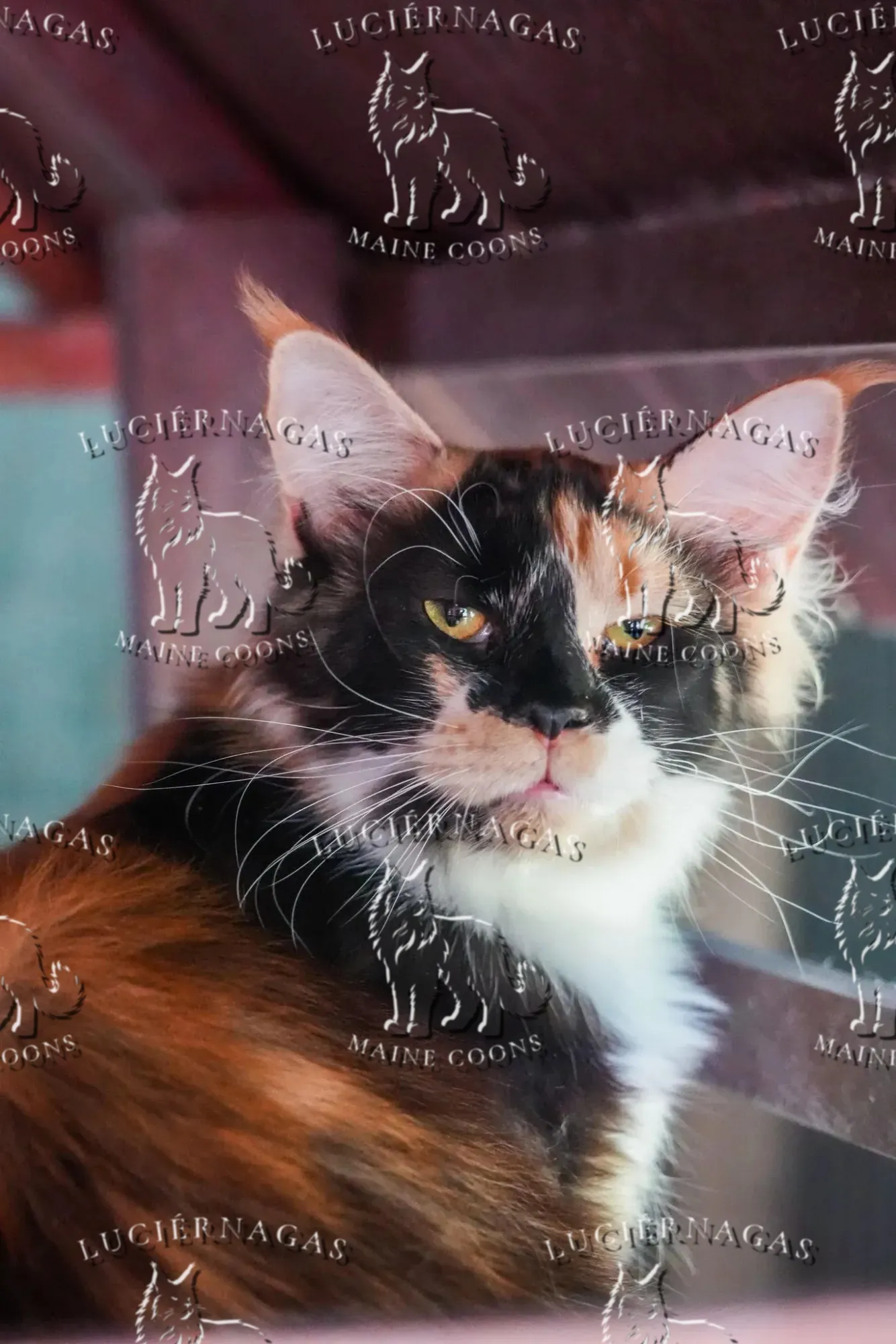 Shimani, Maine Coon