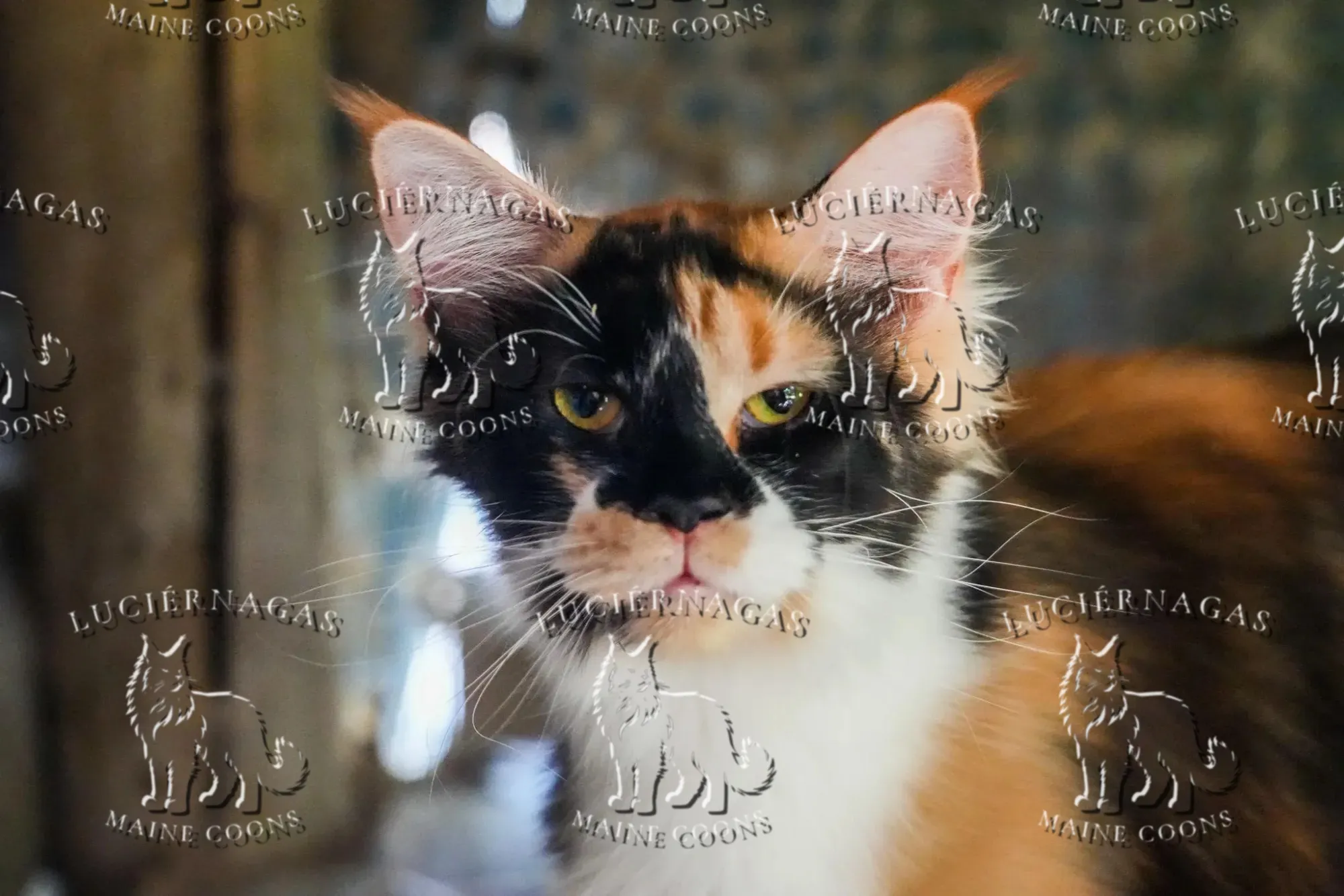 Shimani, Maine Coon