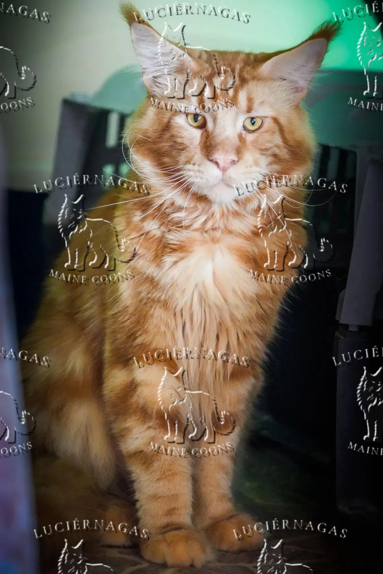 Beethoven, Maine Coon red classic tabby