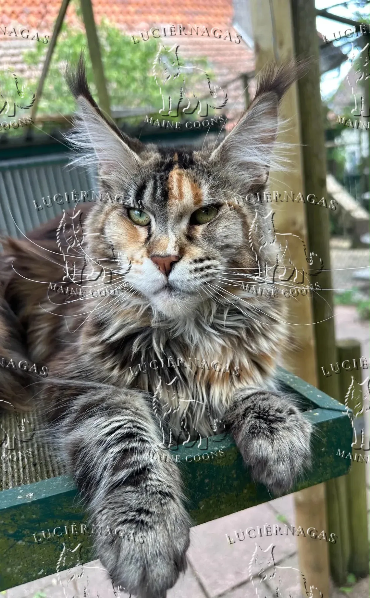 Long Island, Maine Coon black torbie