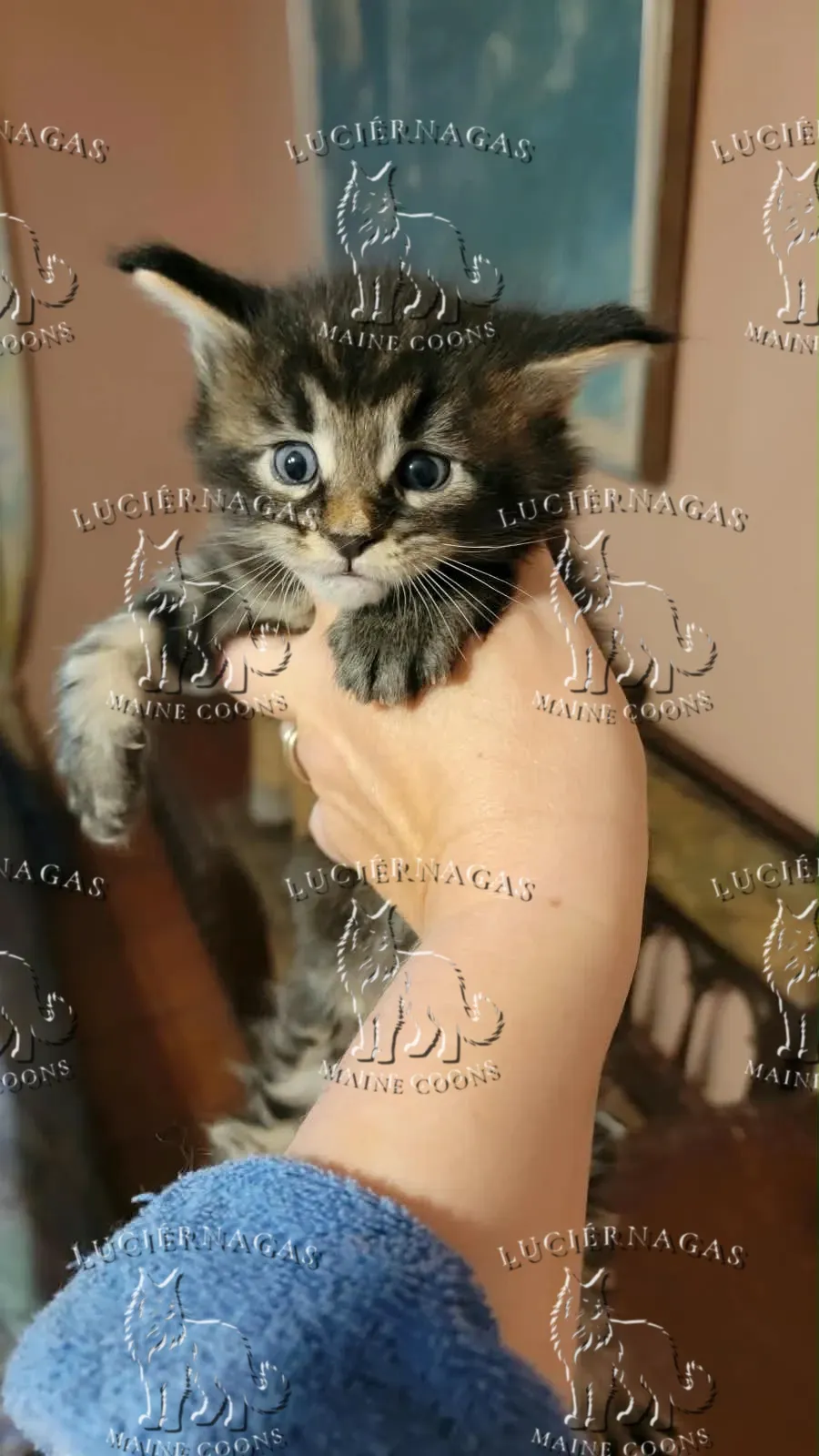 Yoker, gatito atigrado oscuro de ojos azules, sostenido en la mano