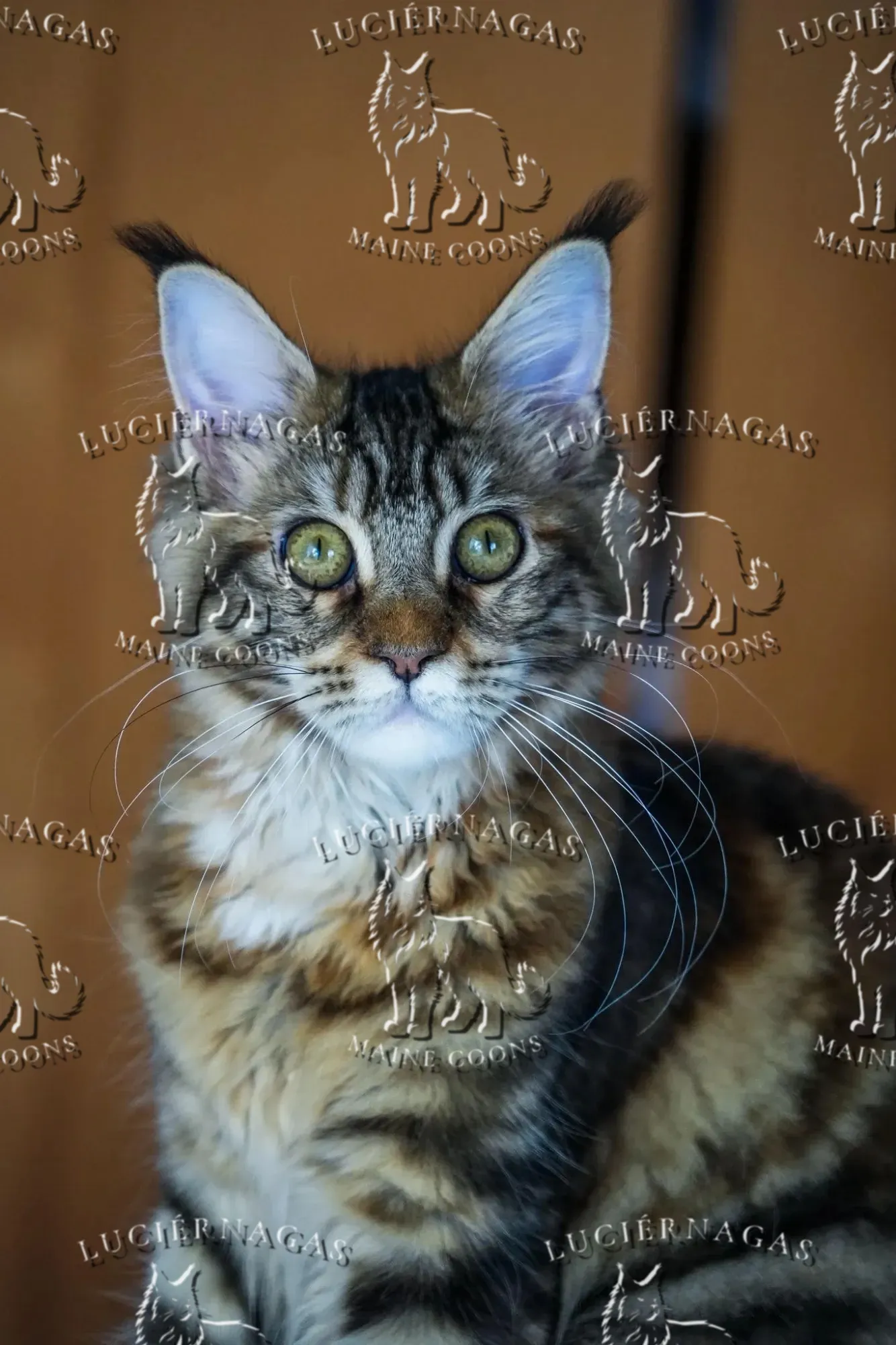 Nahila, Maine Coon