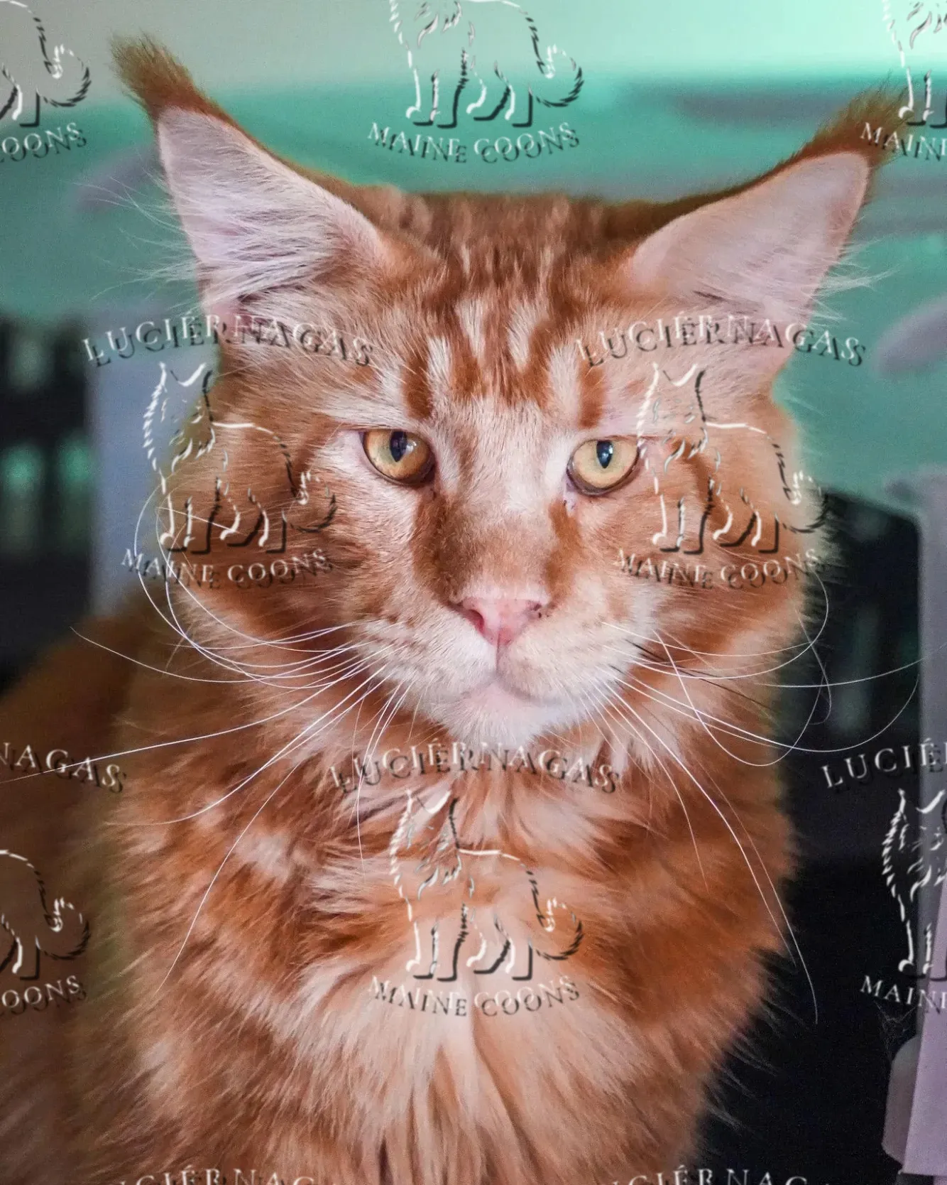 Beethoven, Maine Coon red classic tabby
