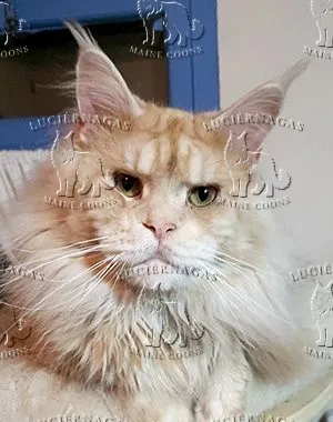 Touch Down, Maine Coon red silver ticked tabby