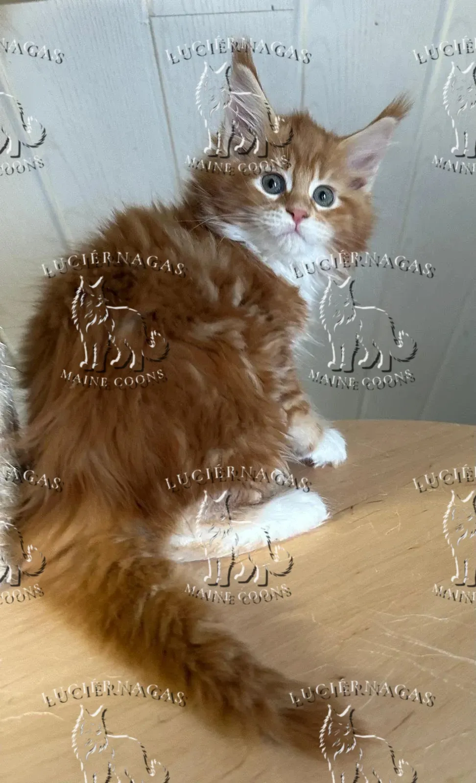 Knöpfle, Maine Coon red tabby/white