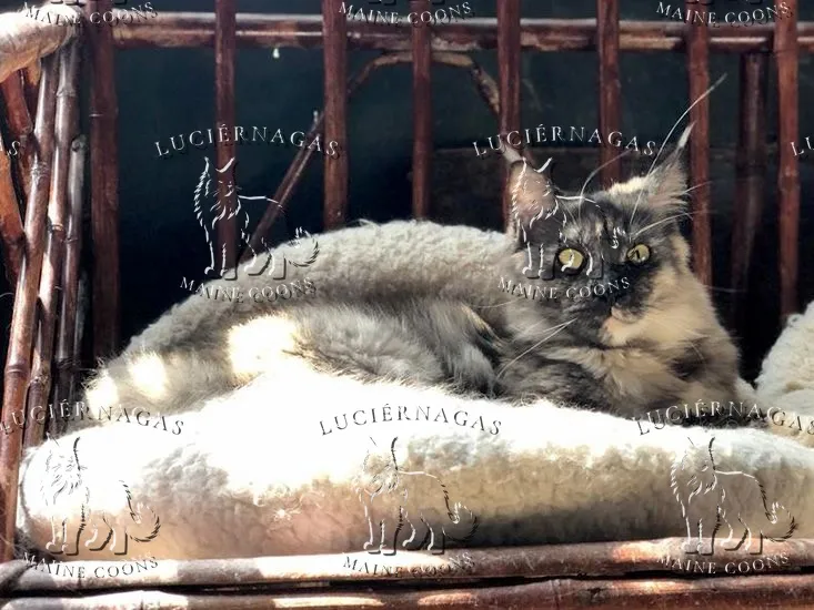 Quickstep, Maine Coon black tortie smoke