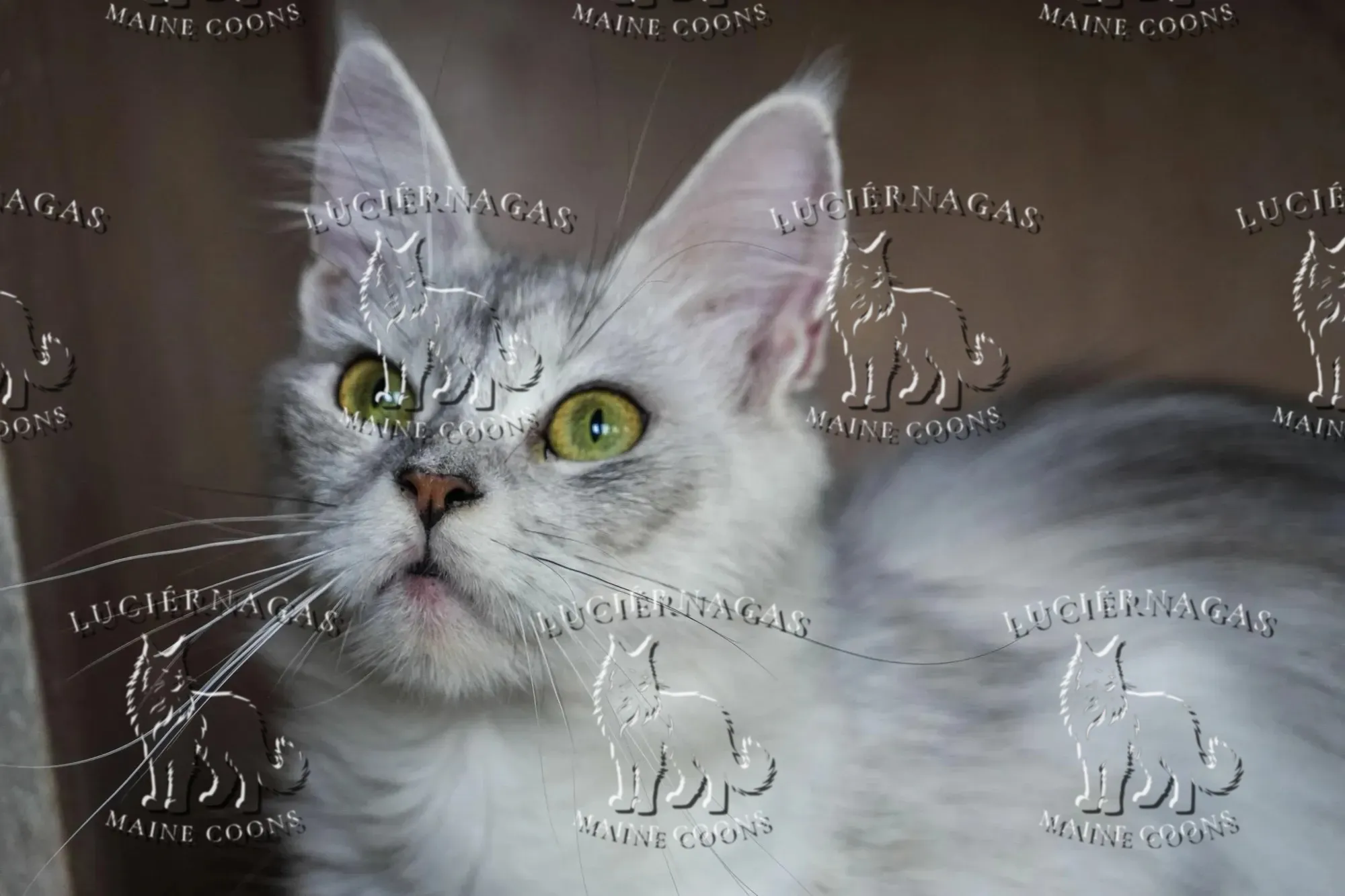 Amesha, Maine Coon black silver torbie shaded/white