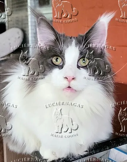 Kaali, Maine Coon blue/white