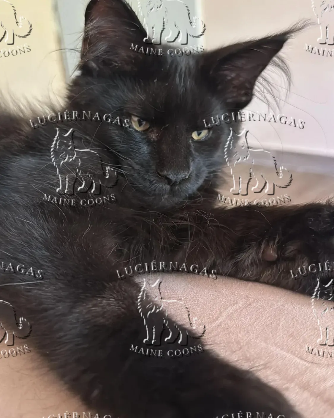 Shadow Hunter, Maine Coon