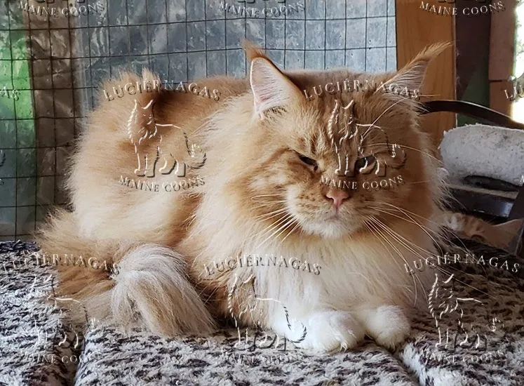 Osiris, Maine Coon red tabby/white