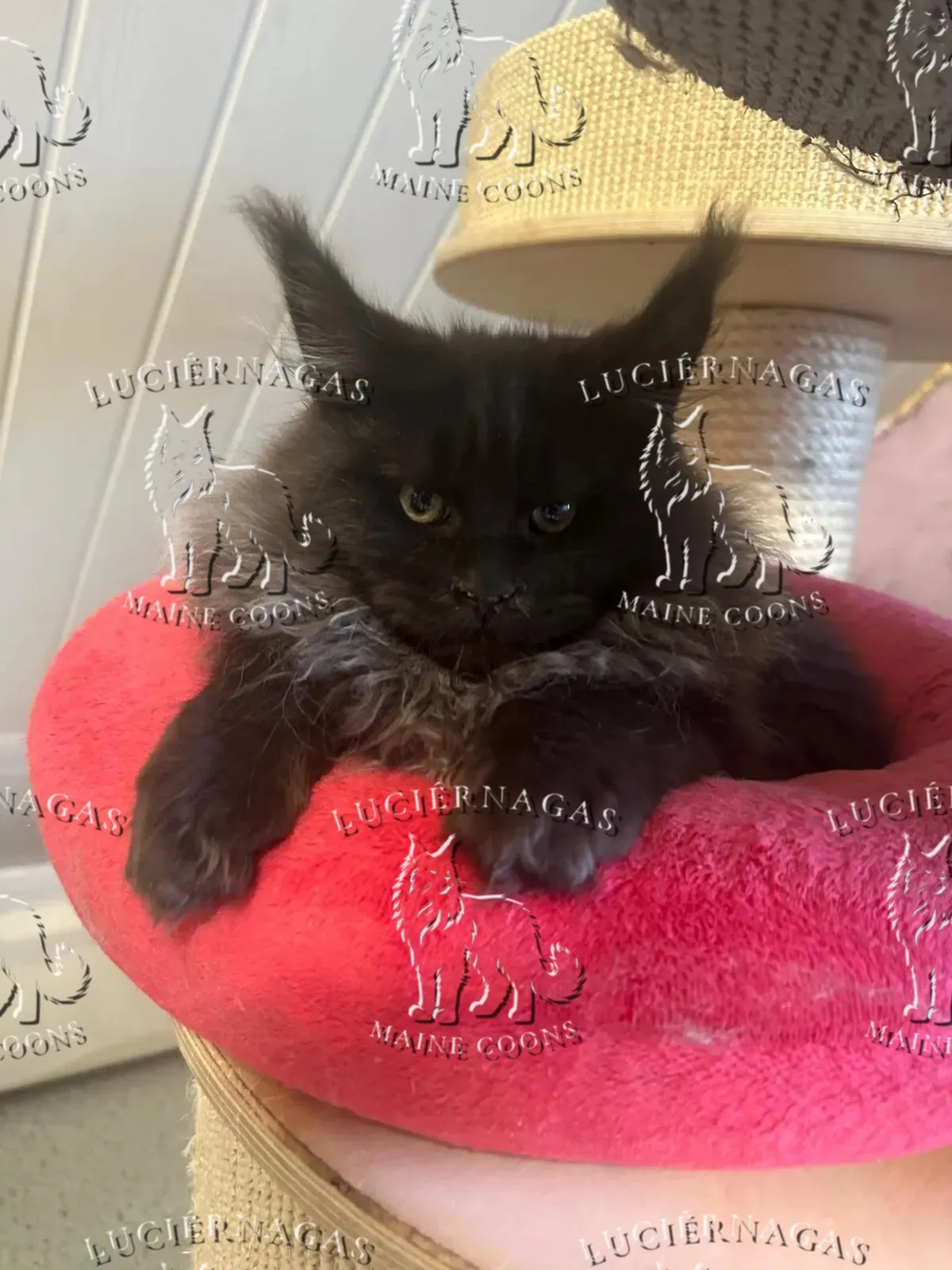 Graf Dracula, Maine Coon