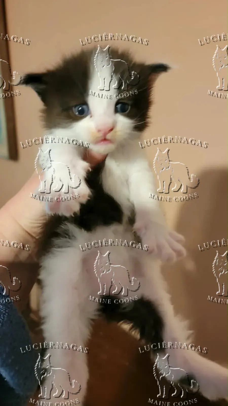 Zasuke, gatito negro con blanco de ojos azules, sostenido en la mano