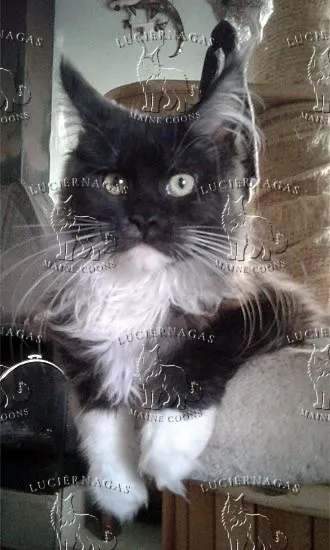 Ying Yang, Maine Coon black smoke/white