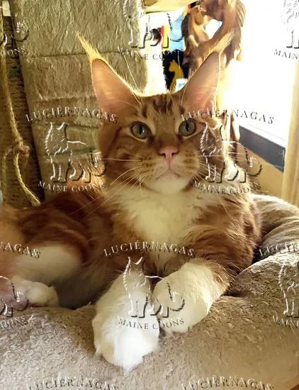 Osiris, Maine Coon red tabby/white