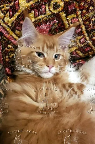 Osiris, Maine Coon red tabby/white
