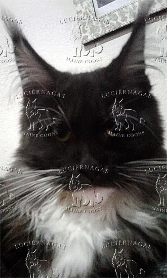 Ying Yang, Maine Coon black smoke/white