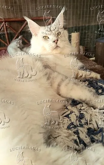 Lotus, Maine Coon black silver shaded