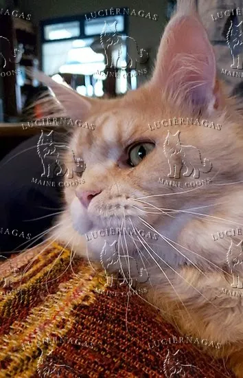 Touch Down, Maine Coon red silver ticked tabby