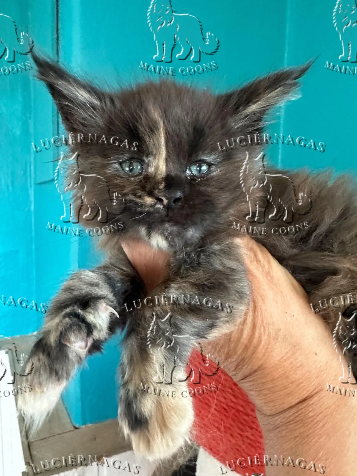 Diadem Maine Coon black tortie