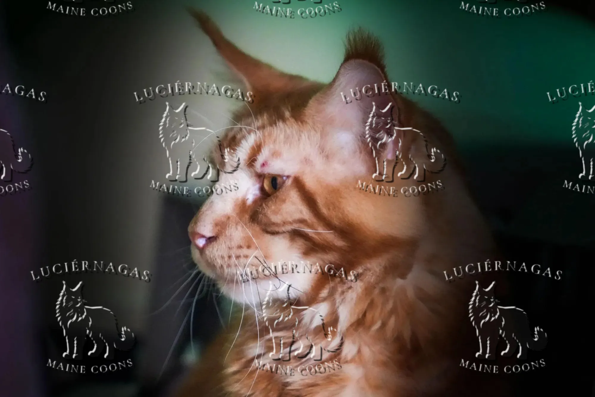 Beethoven, Maine Coon red classic tabby