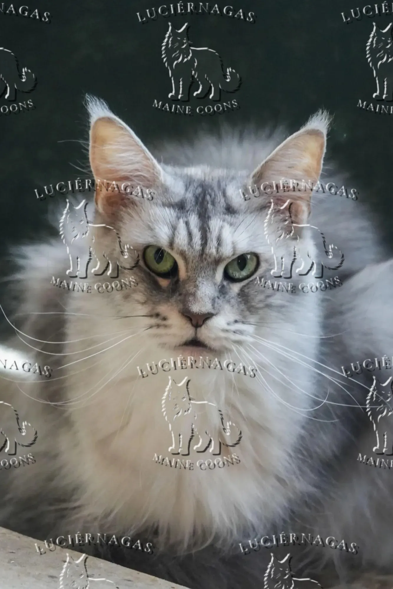 Up Grade, Maine Coon black silver ticked tabby