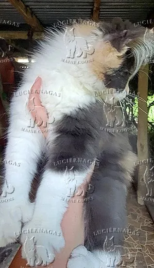 Famous Girl P, Maine Coon blue silver torbie/white
