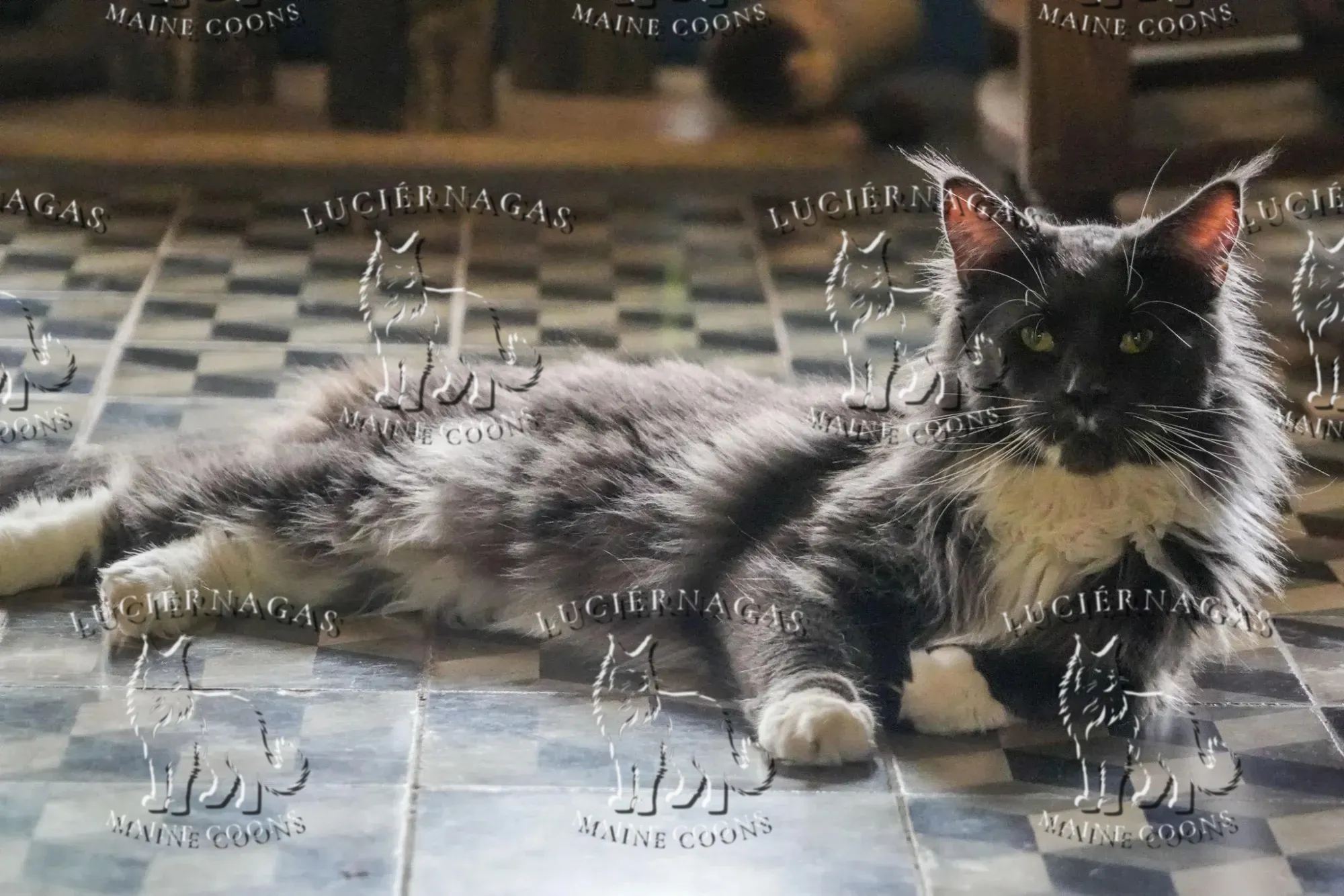 Free Grizzly, Maine Coon blue/white