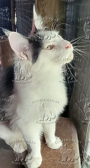 Deluxe, Maine Coon blue/white