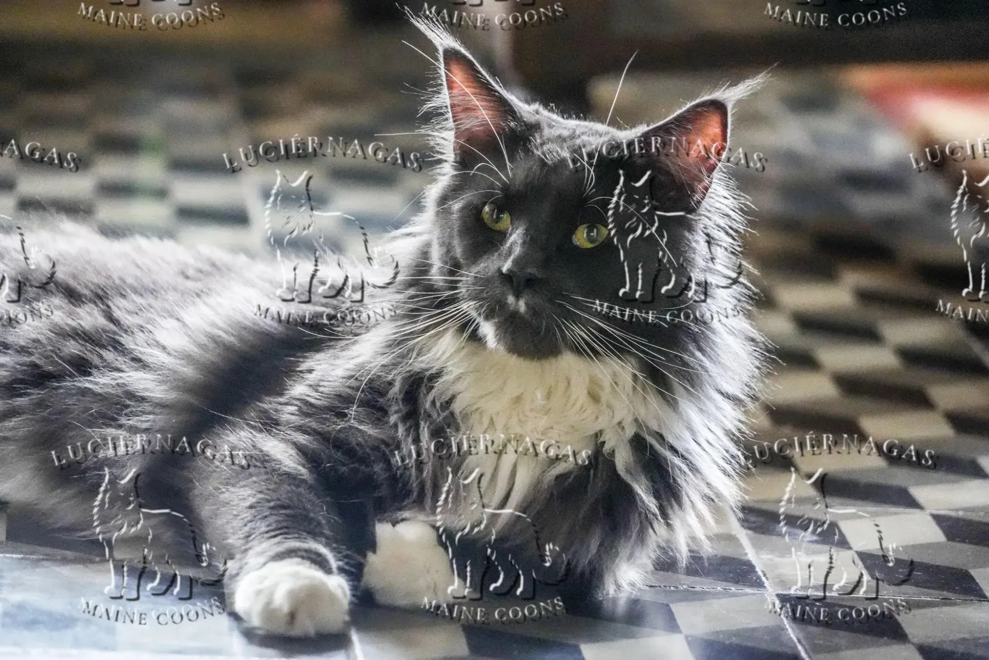 Free Grizzly, Maine Coon blue/white