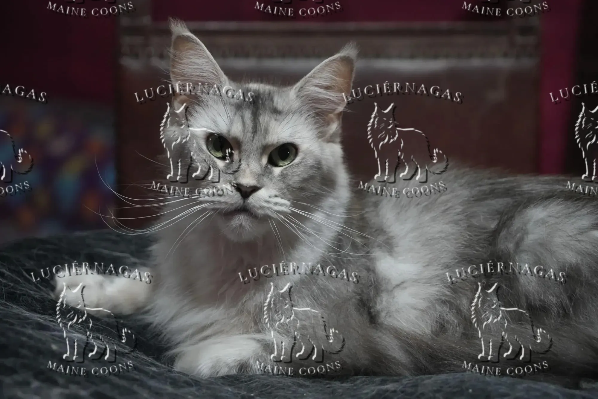Up Grade, Maine Coon black silver ticked tabby