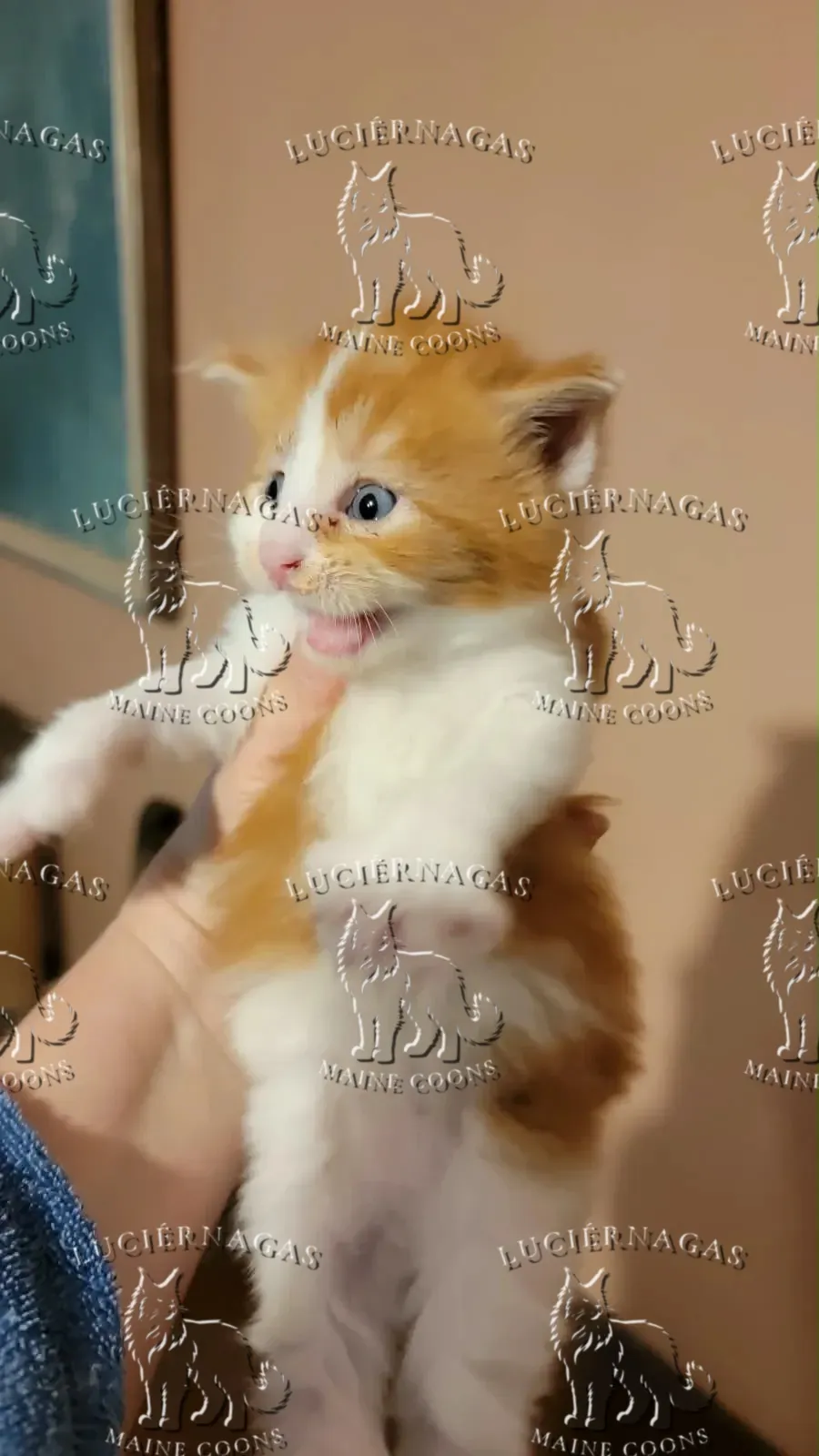 Zauber, gatito blanco con naranja de ojos azules, sostenido en la mano