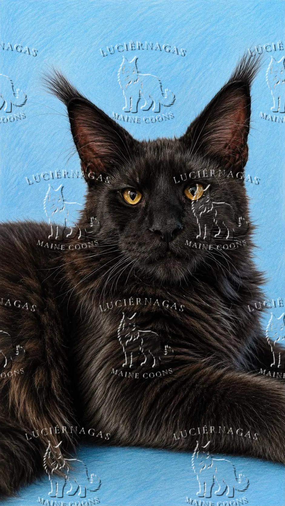 Shadow Hunter Maine Coon Black