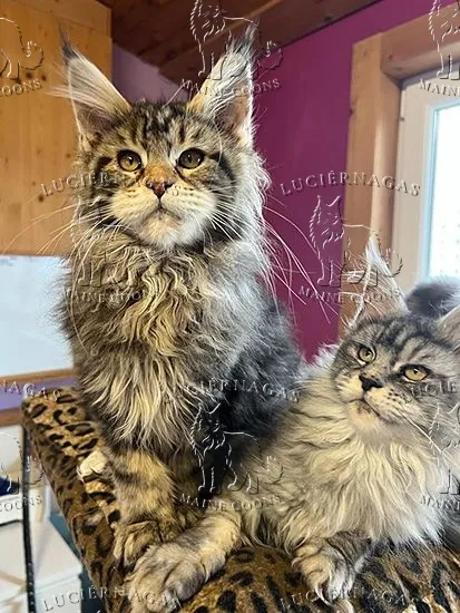 Hurricane, Maine Coon brown classic tabby