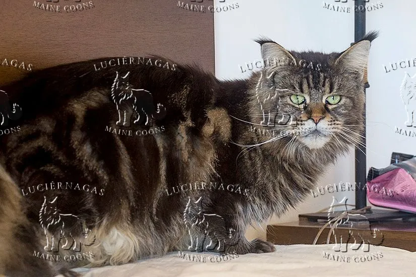 Holly of the Woods, Maine Coon brown classic tabby