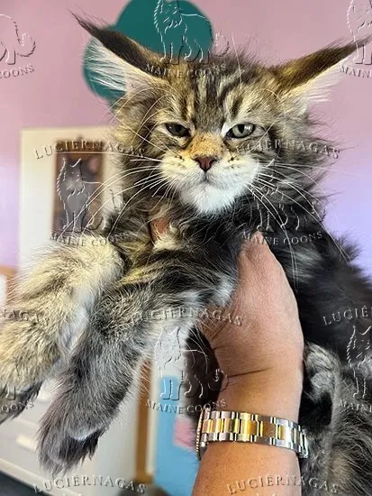 Hurricane, Maine Coon brown classic tabby