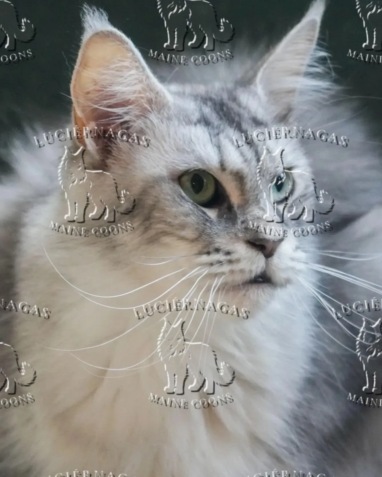 Up Grade, Maine Coon black silver ticked tabby