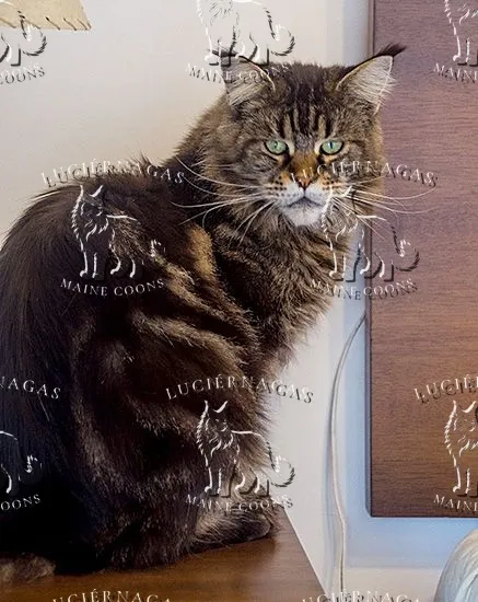 Holly of the Woods, Maine Coon brown classic tabby